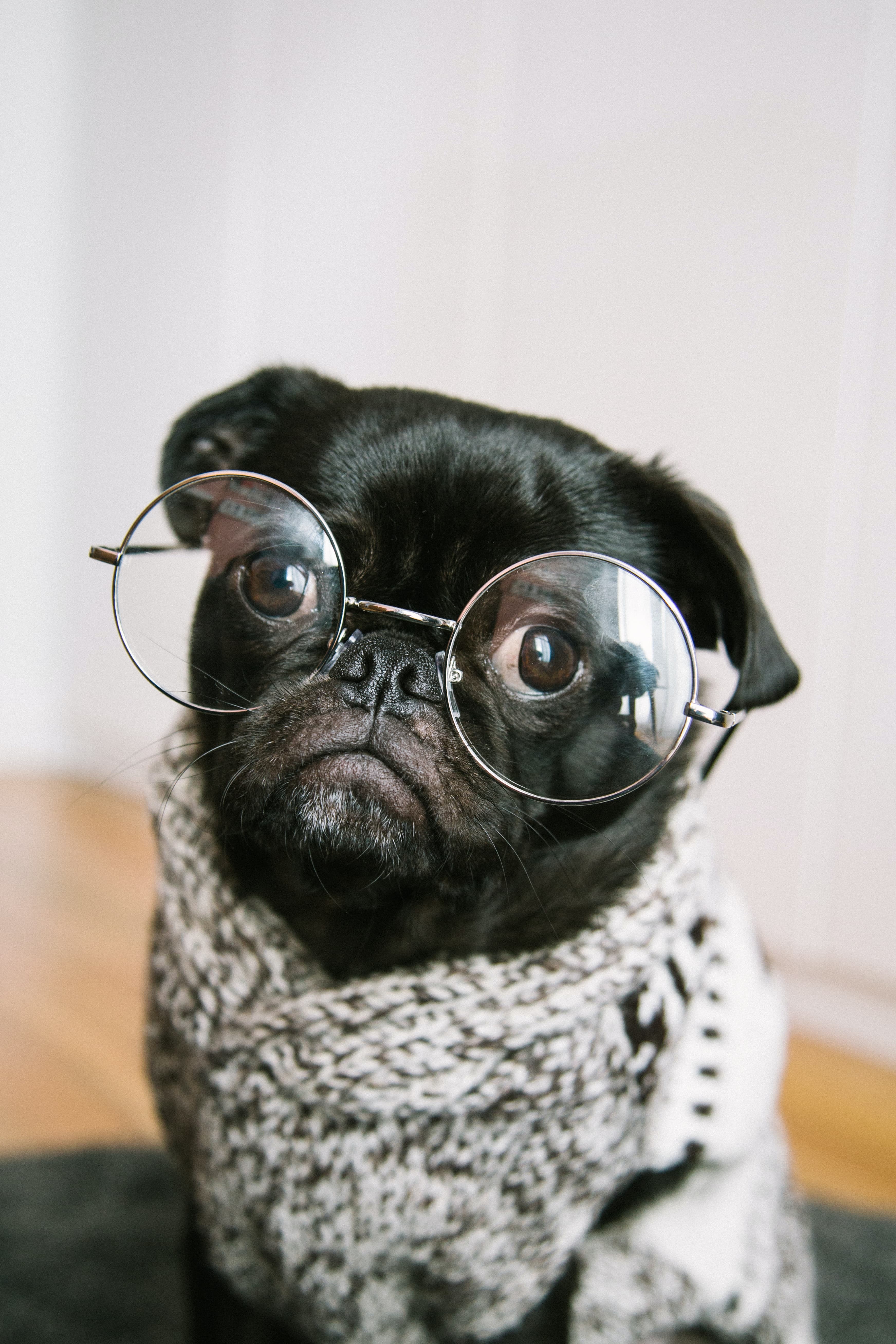 A very smart pug