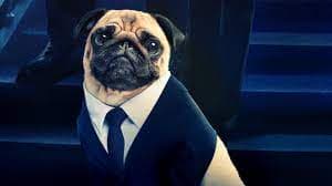 Men in Black pug